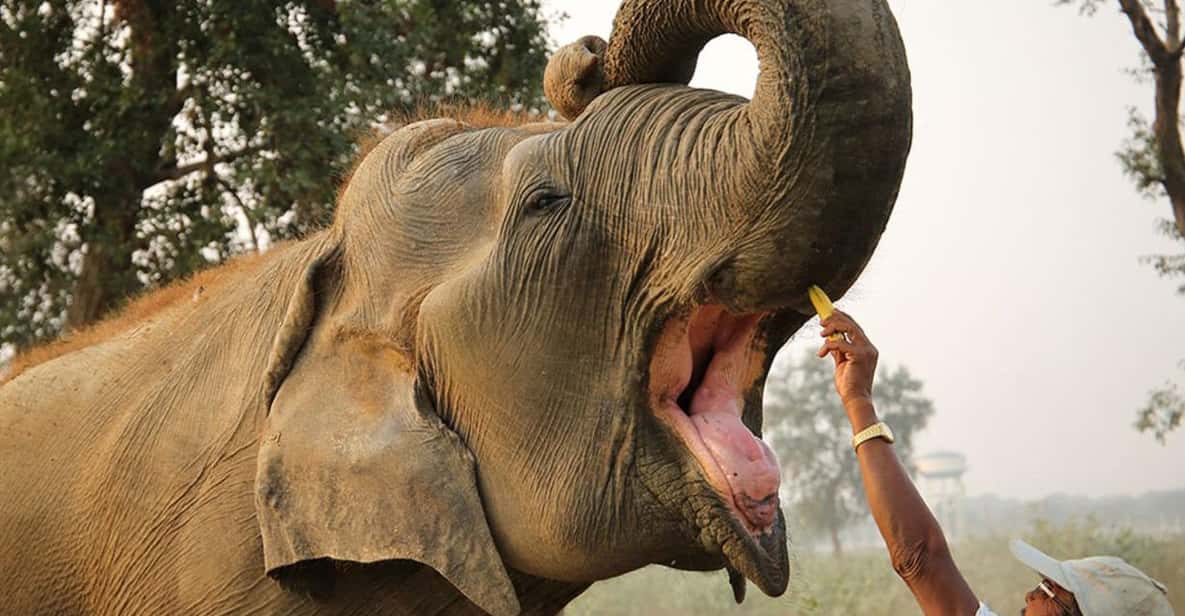 Delhi: 3Day Golden Triangle with Elephant SOS (5 Star Hotel) - Is This a Good Fit for Your India Trip?