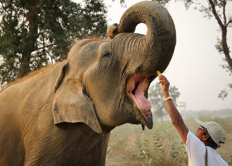 Delhi: 3Day Golden Triangle with Elephant SOS (5 Star Hotel) - Hotels in Agra and Jaipur: Where the 5-Star Promise Can Get Messy