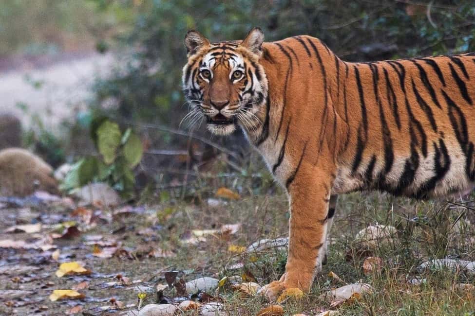 Delhi Agra Jaipur Golden Triangle Multiday Trip with Safari - Key highlights you’ll actually feel
