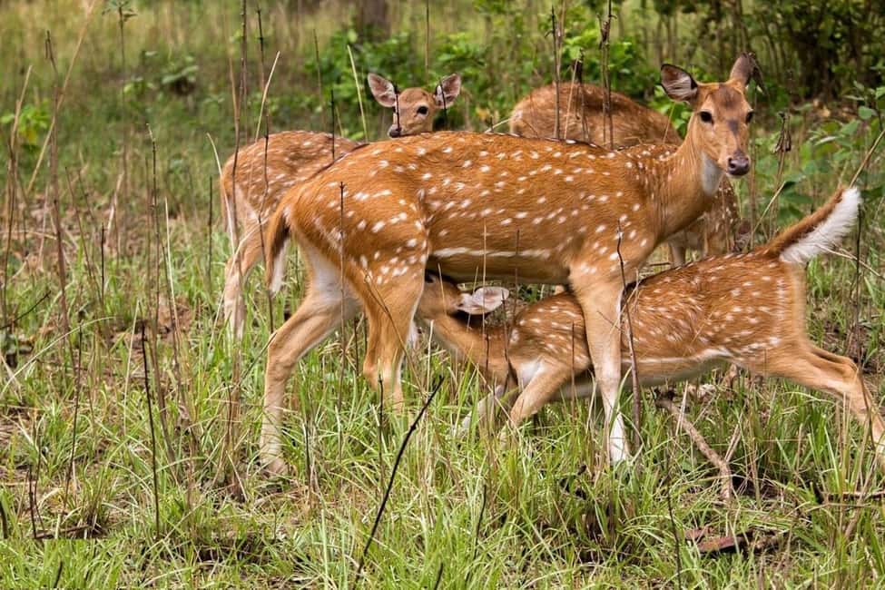 Delhi Agra Jaipur Golden Triangle Multiday Trip with Safari - Why this Delhi–Agra–Jaipur + safari route makes sense