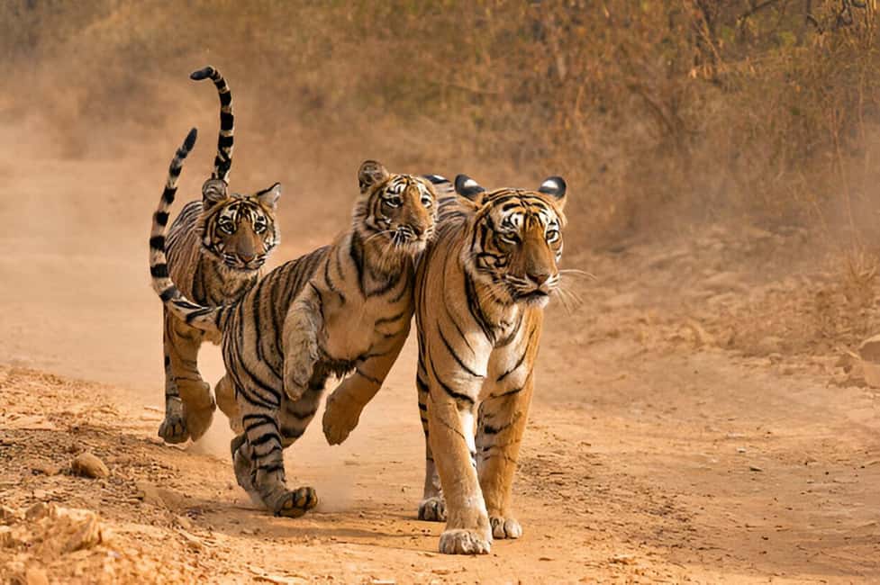Delhi Agra Jaipur Golden Triangle Multiday Trip with Safari - Delhi in one day: Qutub Minar, Jama Masjid, Chandni Chowk rides