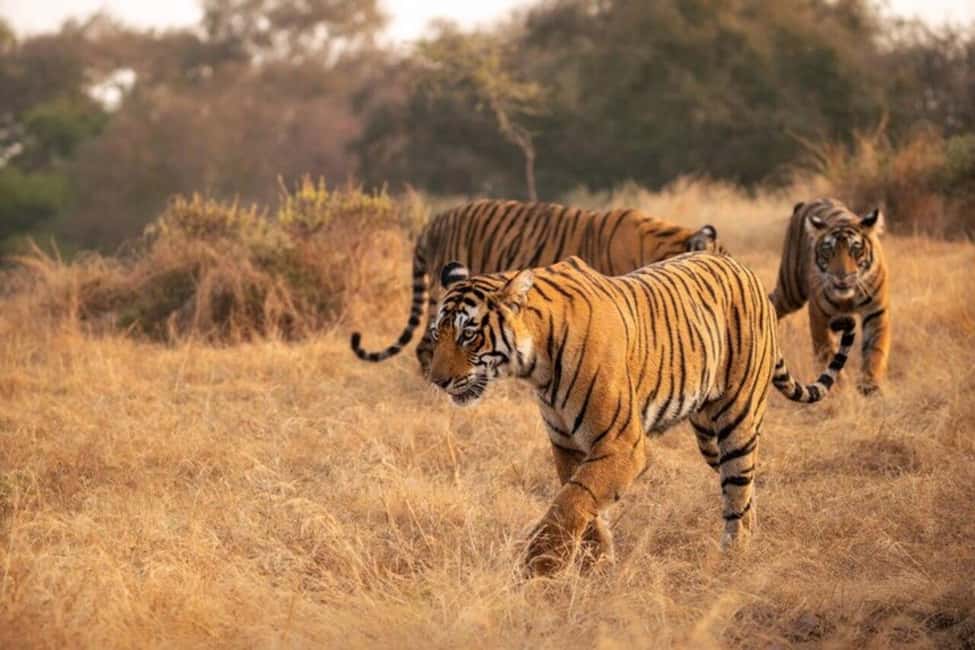 Delhi Agra Jaipur Golden Triangle Multiday Trip with Safari - Fatehpur Sikri and Abhaneri’s stepwell: the road trip that earns its time
