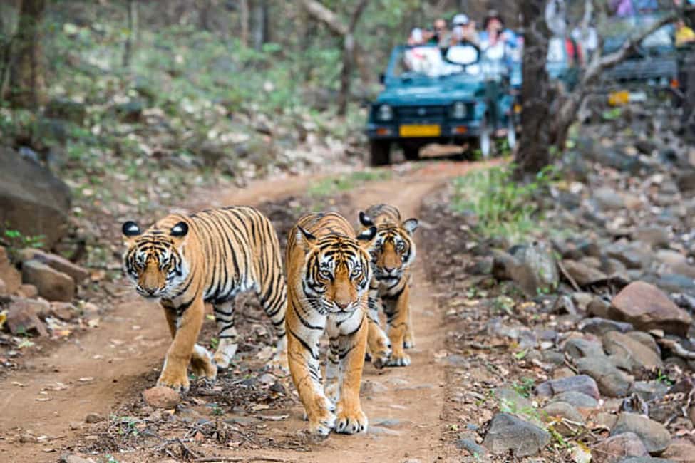 Delhi Agra Jaipur Golden Triangle Multiday Trip with Safari - Pushkar day (on the 7-day version): Brahma Temple and Pushkar Lake time