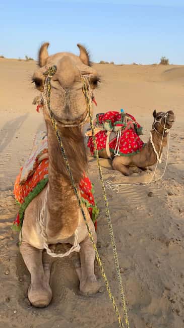 Desert Rose Jaisalmer: Luxury Tent In Thar Desert - The Desert Arrival: Camel Safari Leads to Sunset Like a Scene Change