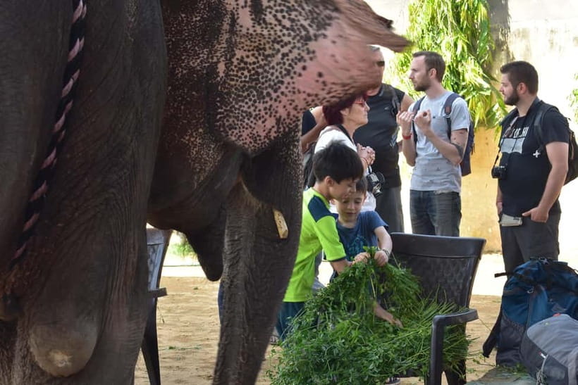 Elefun Best Elephant Sanctuary in Jaipur - Meeting the Elephants: Trust-First Greetings and What You’ll Learn