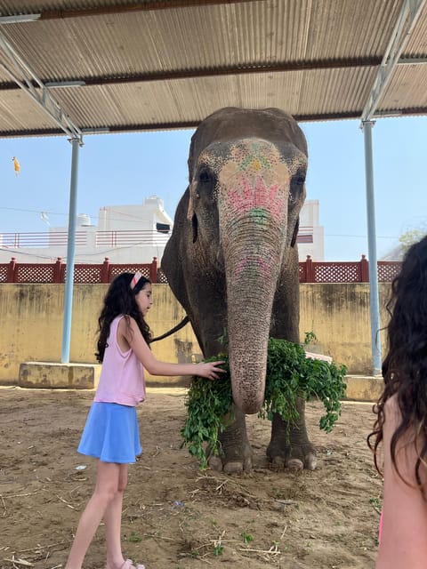 Elefun Best Elephant Sanctuary in Jaipur - Care Standards You Can Actually See: Individual Space and Rescued Herd