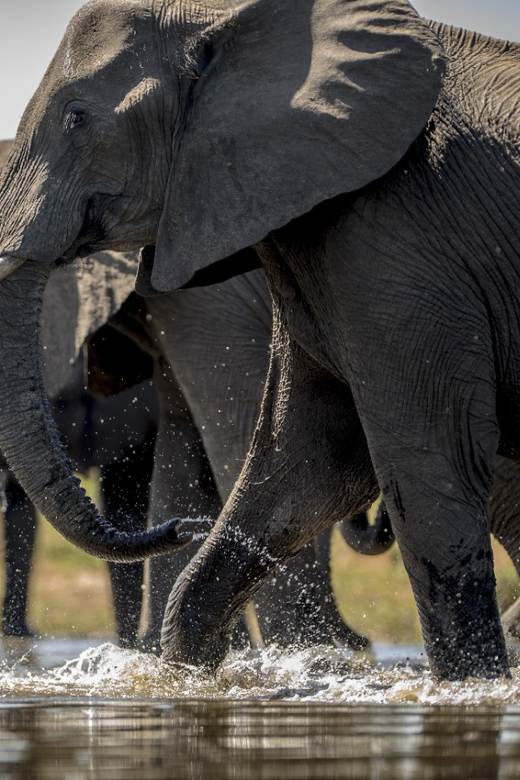 From Agra: Taj Mahal Tour w/ Elephant Conservation - Key highlights to know before you go