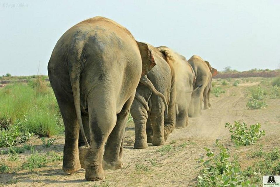 From Agra: Visit to Wildlife SOS Elephant Conservation Trip - Should you book this Wildlife SOS elephant conservation trip?