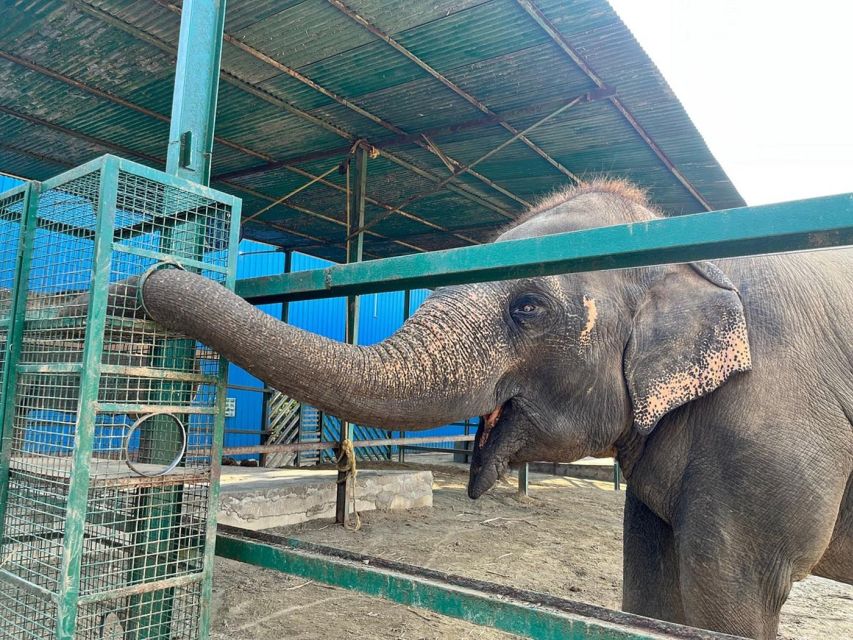 From Agra: Visit to Wildlife SOS Elephant Conservation Trip - Price and logistics: how the $26 really works out