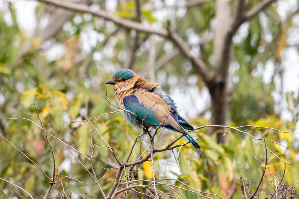 From Delhi: 5 Day Golden Triangle, Safari, & Bird Sanctuary - Day 2 in Agra: sunrise Taj Mahal, Agra Fort, then Bharatpur birds
