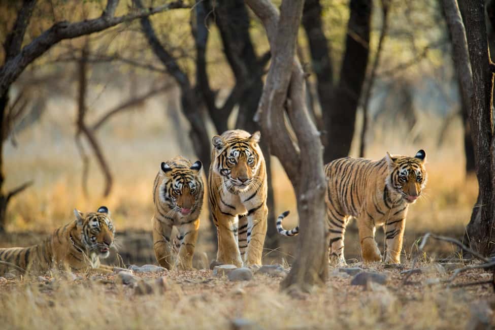 From Delhi: 5 Day Golden Triangle, Safari, & Bird Sanctuary - Price and value: what $142 is really paying for