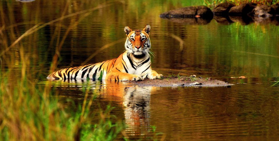 From Delhi: 5-Day Tiger Safari & Golden Triangle Tour - Key things that make this tour work