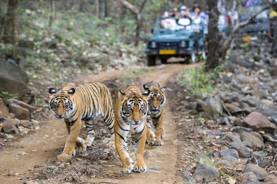 From Delhi: 6-Day Golden Triangle Tour with Ranthambore - Agra Sightseeing: Sunrise Taj Mahal and the smart rhythm of Agra Fort