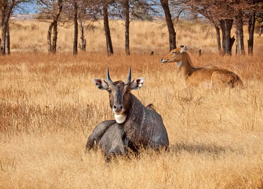 From Jaipur: One Day Trip to Ranthambore Tiger Safari - Key things to know before you go