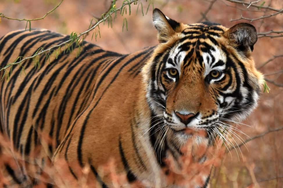 From Jaipur: One Day Trip to Ranthambore Tiger Safari - Arriving for an Afternoon Safari: Timing and Gate Reality