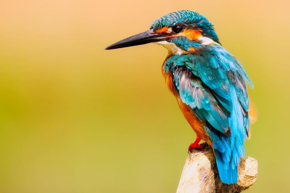 From Jaipur: One Day Trip to Ranthambore Tiger Safari - What Wildlife You Can Actually Expect to See