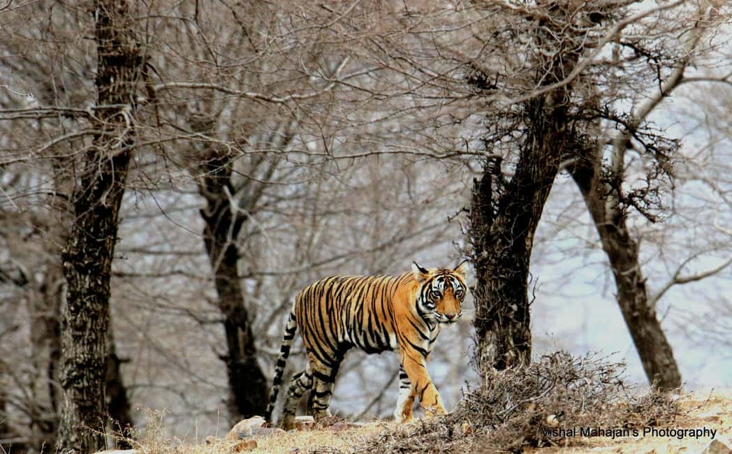 From Jaipur: One Day Trip to Ranthambore Tiger Safari - The AC Jaipur to Sawai Madhopur Transfer (Why It Feels Worth It)