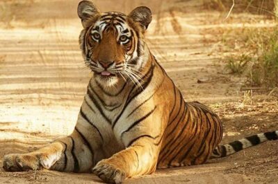 From Jaipur: Praivte Ranthambore Tour By Jeep Canter Safari - Jeep vs canter safari: how vehicle choice changes your day