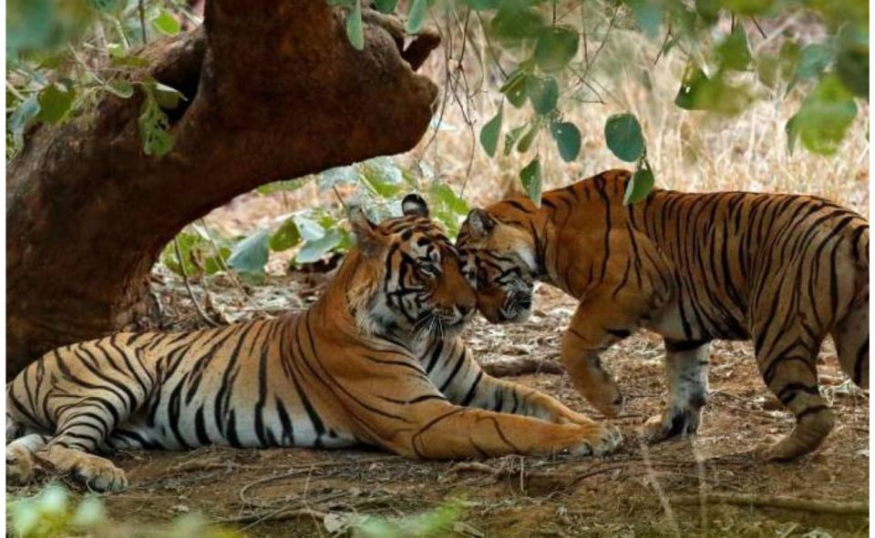 From Jaipur: Praivte Ranthambore Tour By Jeep Canter Safari - Park timing: morning vs afternoon safaris and seasonal shifts