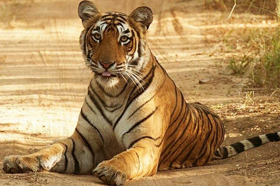 From Jaipur: Praivte Ranthambore Tour By Jeep Canter Safari - Rural Women Craft: a smart way to spend time when the park needs space