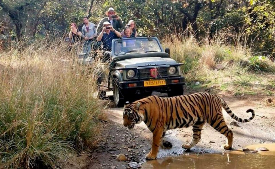 From Jaipur: Praivte Ranthambore Tour By Jeep Canter Safari - What the schedule feels like: a full day with a clean end point