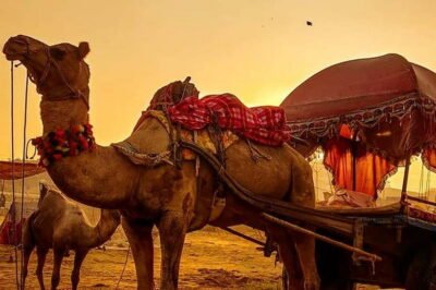 From Jaipur : Private Ajmer Pushkar Tour by Cab - Pushkar at Sunrise and the Brahma Temple Stops You’ll Remember