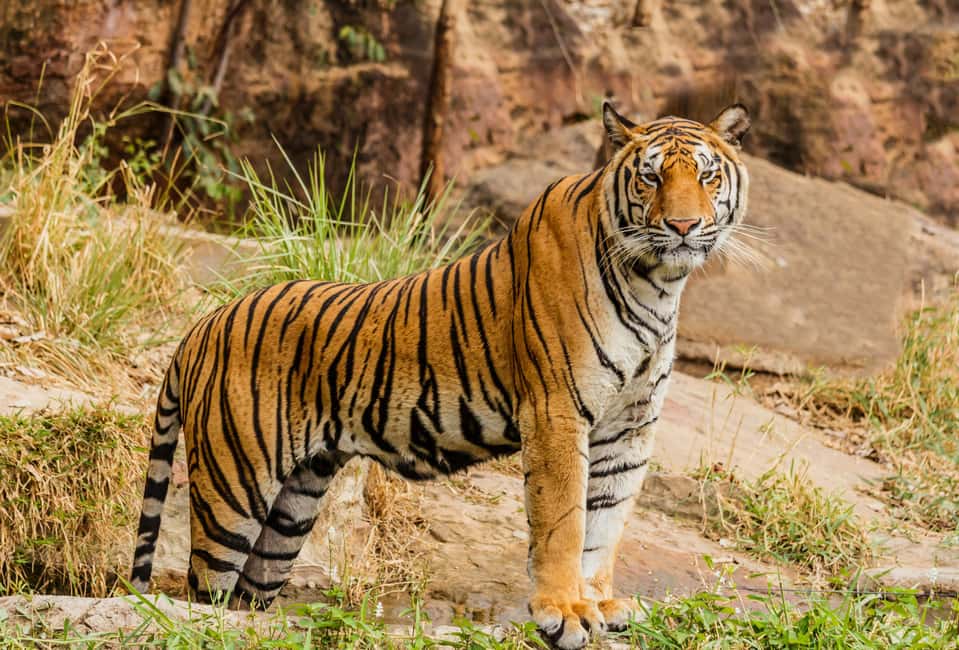 From Jaipur: Ranthambore National Park Day Trip with Safari - Key things to know before you go