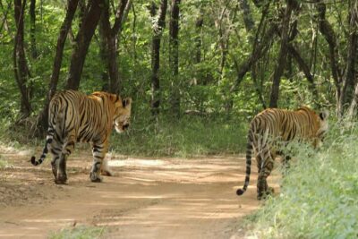 From Jaipur: Ranthambore National Park Day Trip with Safari - Safari rides: why the jeep vs canter choice affects your pictures