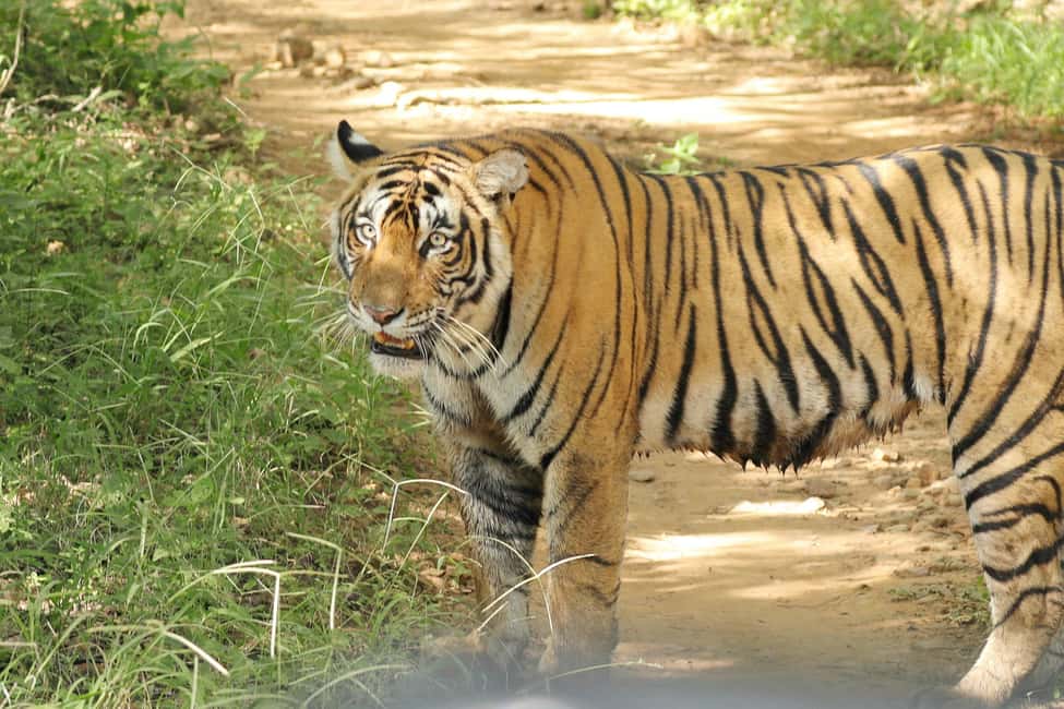 From Jaipur: Ranthambore National Park Day Trip with Safari - The guide experience: names you’ll hear and what good guidance looks like
