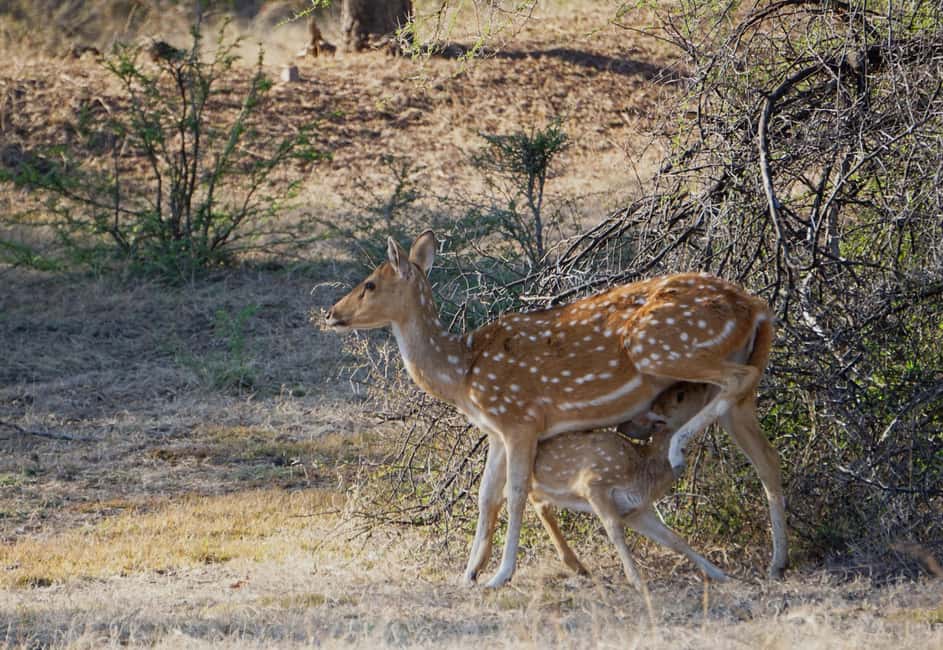 From Jaipur: Ranthambore National Park Day Trip with Safari - Who this Ranthambore day trip fits best