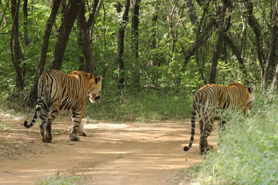 From Jaipur: Ranthambore National Park Day Trip with Safari - Safari rides: why the jeep vs canter choice affects your pictures