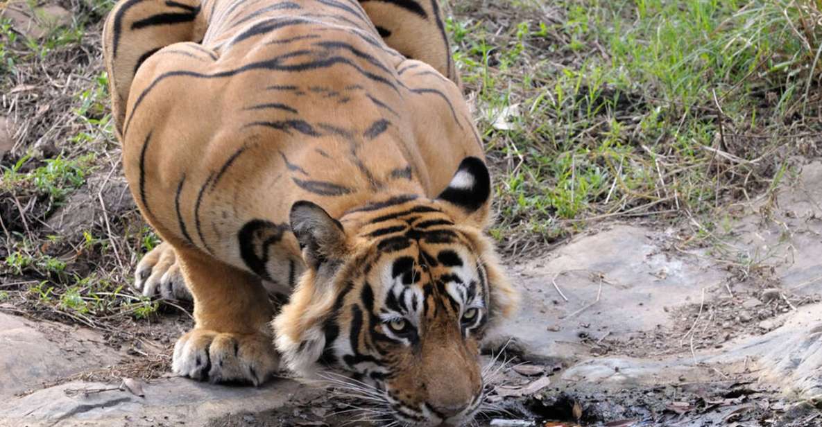 From Jaipur: Ranthambore Tour with Cab - Key highlights that make this Ranthambore day trip work