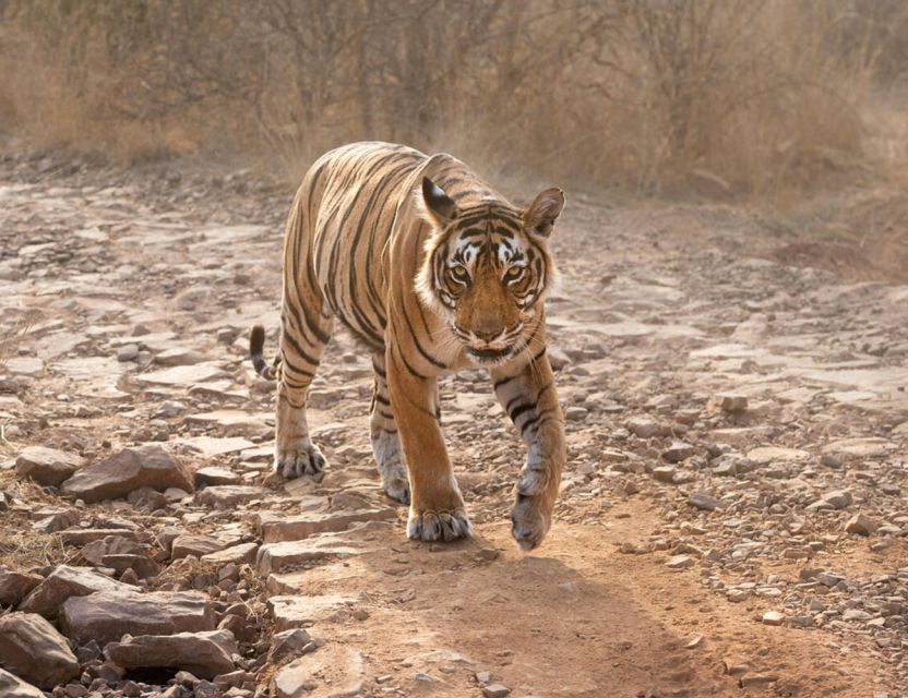 From Jaipur: Ranthambore Tour with Cab - Who should book this Ranthambore from Jaipur day trip