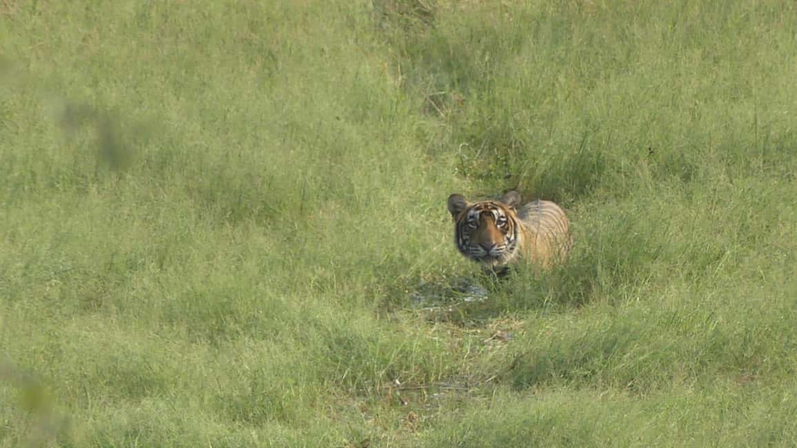 From Jaipur: Sariska National Park Day trip with Safari - Quick hits: what to know about this Sariska safari day trip
