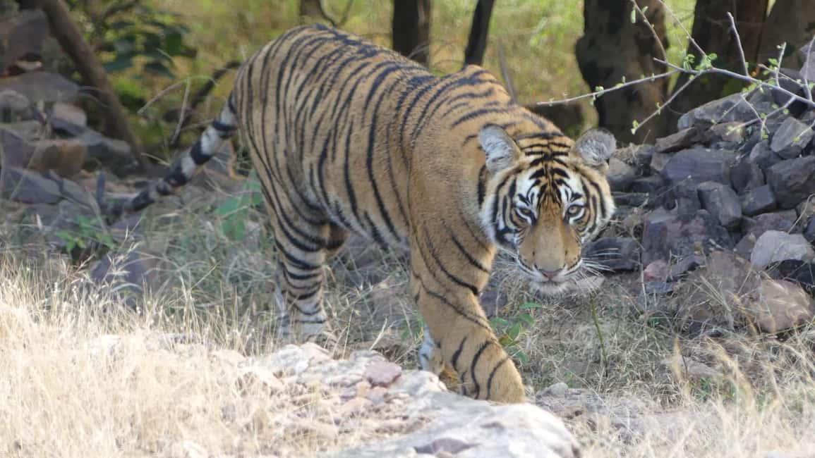 From Jaipur: Sariska National Park Day trip with Safari - Inside Sariska: what the guided safari tour is really about