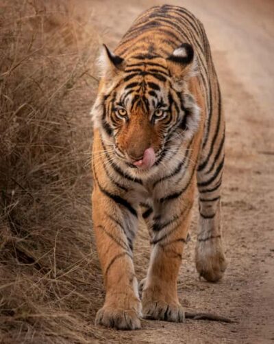From Jaipur: Sariska National Park Day trip with Safari - Your safari ride: 6-seat jeep vs 20-seat canter