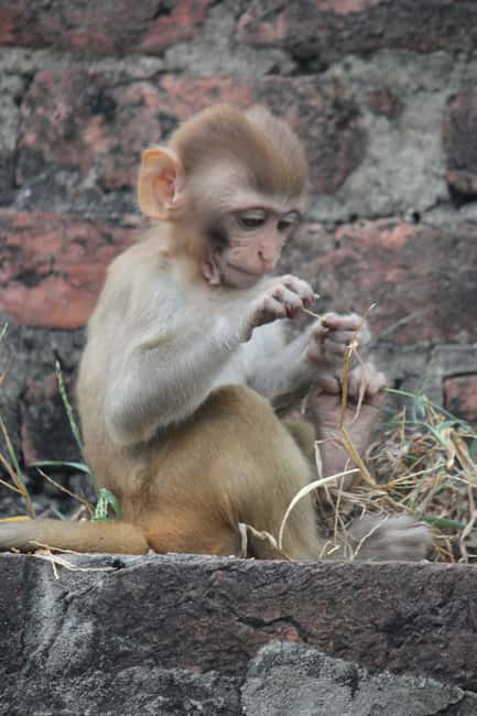 From Jaipur: Sariska National Park Day trip with Safari - Park rules that can affect phones and photos
