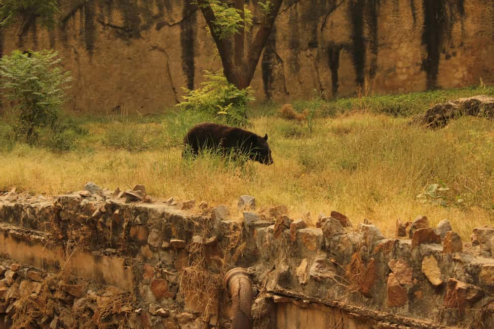 From Jaipur: Sariska National Park Day trip with Safari - Timing, waiting, and group energy on a fixed schedule