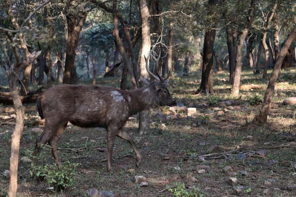 From Jaipur: Sariska National Park Day trip with Safari - Price and value: is $82 a fair deal?