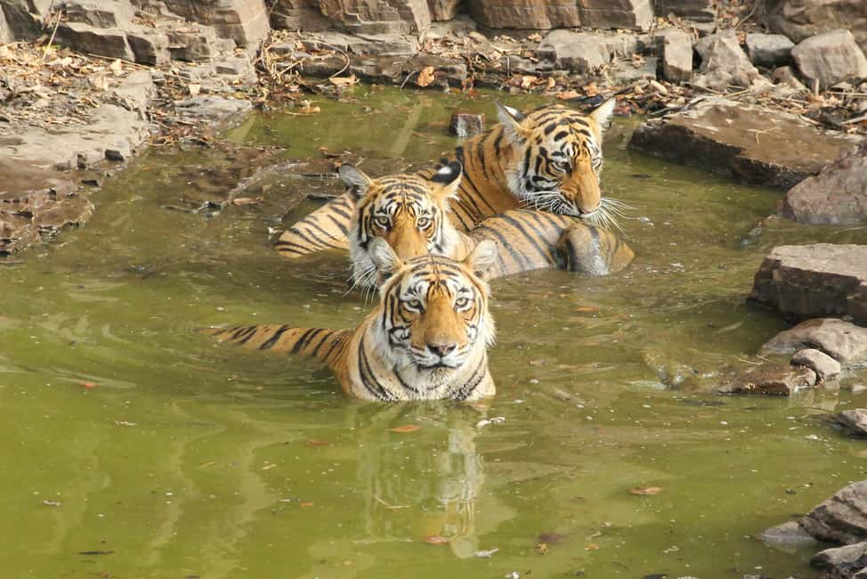 From Jaipur: Sariska National Park Day trip with Safari - Who this day trip suits (and who should skip it)