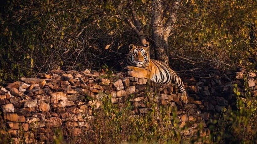 From Ranthambore: Official Tiger Safari in Canter With Guide - Zones 1 to 5: Your Best Shot at a Tiger