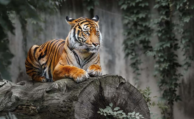 From Ranthambore: Official Tiger Safari in Canter With Guide - Wildlife You Can Expect: More Than Just Tigers