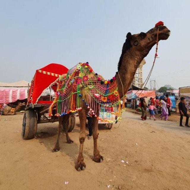 Fullday pushkar tour from jaipur with guid+camel/jeep safari - Camel or jeep safari: what to expect, and what to confirm