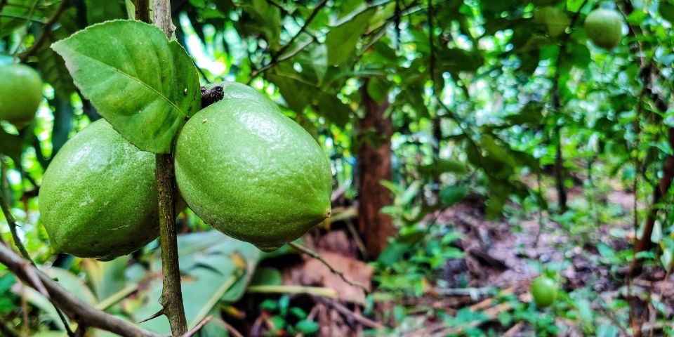 Goa: Spice Plantation Tour and Traditional Local Lunch - Who This Trip Suits Best (and Who Should Skip It)