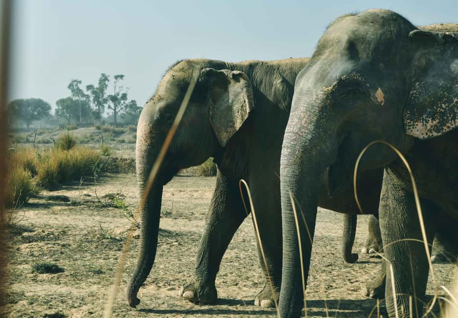 Jaipur: Elefantastic Elephant Sanctuary Tour - Meet the elephants: retired personalities and what they teach you