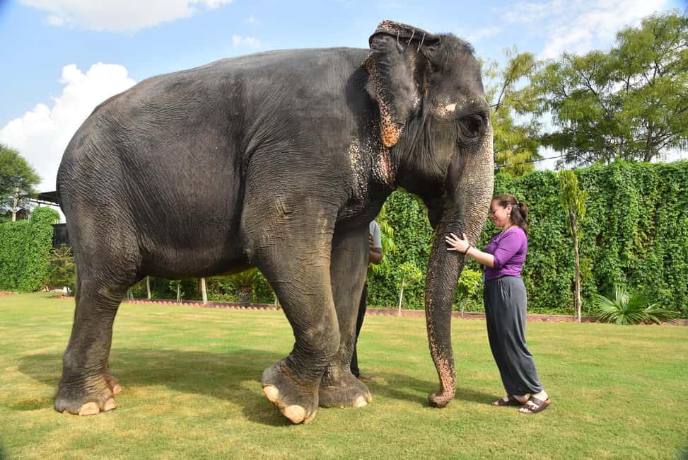 Jaipur Elephant Experience: Bond, Connect, and Learn - Feeding session: bananas, sugarcane, and sorghum grass
