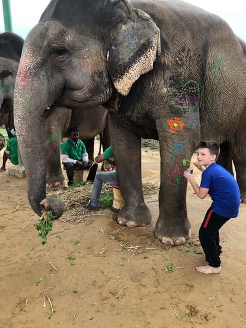 Jaipur: Elephant Interaction Tour - Mud bath with elephants: why it’s fun and why it’s practical