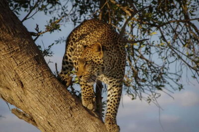 Jaipur: Jhalana Amagarh Leopard Reserve 4×4 Jeep Safari - Hotel Pickup and 4x4 Gypsy Safari Ride: Comfort on Rugged Tracks