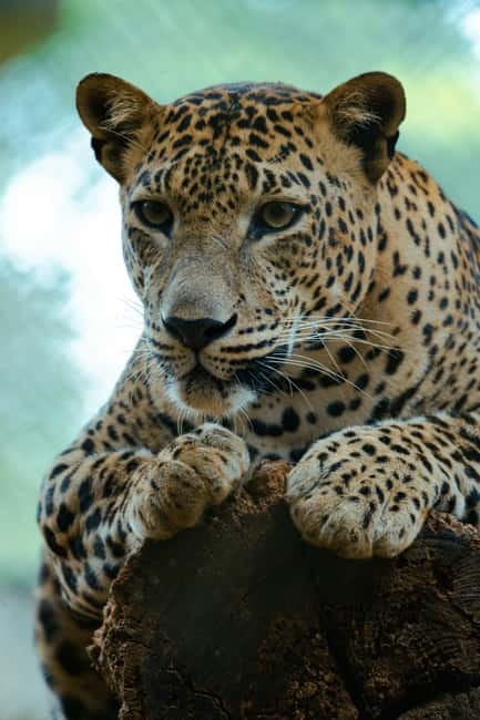 Jaipur: Jhalana Amagarh Leopard Reserve 4×4 Jeep Safari - Safari Timing Tips: Morning Cold, Sunset Chances, and Rain Reality