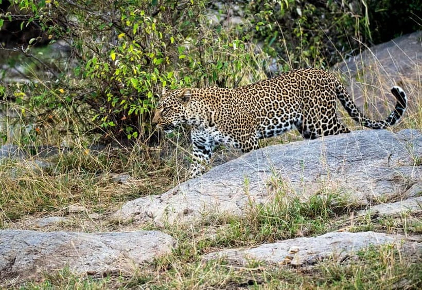 Jaipur: Jhalana Amagarh Leopard Reserve 4×4 Jeep Safari - Price and Value Around $60: What You’re Really Paying For